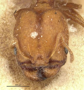 Media type: image;   Entomology 36072 Aspect: head frontal view